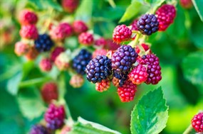 桑葚果摄影图片